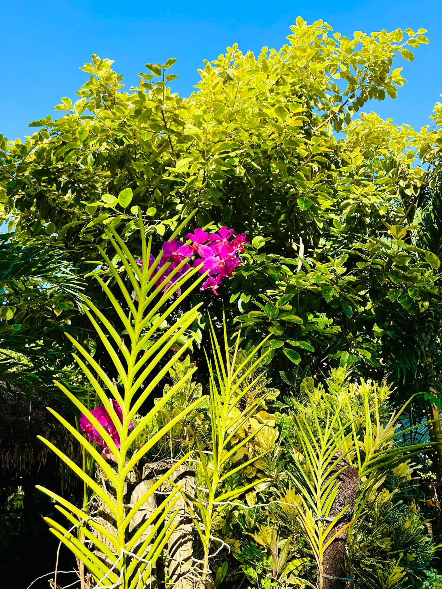 More greenery and tranquil garden scenes