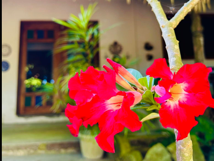 Hotel garden background